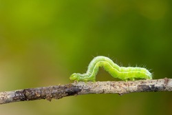 Caterpillar sliding on the branch with green background.