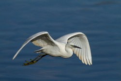 Doñana National Park, Spain, wading bird on the lagoon.