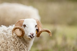 Ram looking at camera with yellowish background, domestic animal concept.