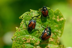 Japanese scarab beetles are invasive to North America and cause destruction to native plants.