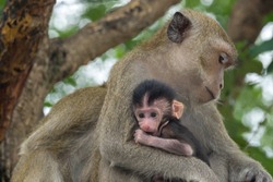 Mother monkeys take care of baby monkeys.