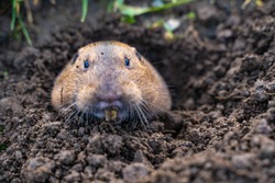 Valley Pocket Gopher (Thomomys botae) looking directly at the camera.