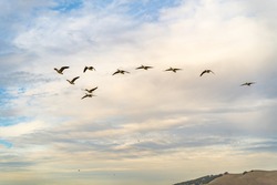 A flock of Canadian geese are flying in the sky with clouds on the background.