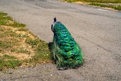 Peacock walks along the path in Ardenwood Historic Farm	