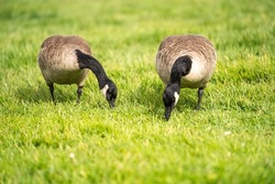 Two Canadian geese eating grass. 