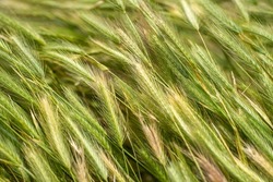 Close-up of wild barley (Hordeum spontaneum). 
