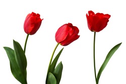 Red tulips isolated on white background.