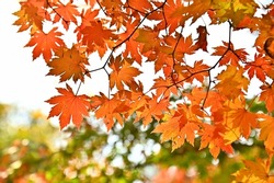 Colourful maple leaves in autumn season color when the leaves change colorful  of is in the park, green, yellow, orange and red discoloration