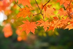 Colourful maple leaves in autumn season color when the leaves change colorful  of is in the park, green, yellow, orange and red discoloration