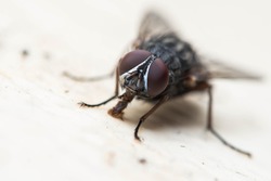Common fly macro
