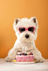 White dog west highland white terrier, celebrating a birthday with a cake and gifts. High quality photo