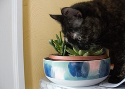 A cat buries her face in an assortment of succulent plants. House plants can pose risks to domestic animals.