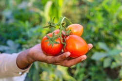 Close up of bunch of red tomatoes on hand. Tomatoe isolated on hand. Bunch of tomatoes on hand. Red riped tomatoes on hand. Tomatoes farming in Pakistan and India. With selective focus on subject.