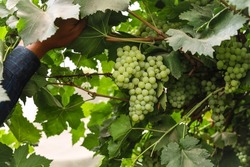 Close up Green grape bunches hanging on tree. Grapes tree with hanging bunches of grapes fruit. Grapes fruit is the source of instant energy. Green bunch of grapes. Hanging bunch of fruit.