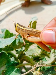 Close up of grasshopper in hand. Man's hand holding grasshopper insect. Grasshoppers are a group of insects belonging to the suborder Caelifera. Grasshopper or locust insect. With selective Focus.
