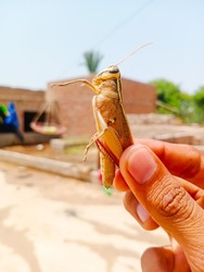 Close up of grasshopper in hand. Man's hand holding grasshopper insect. Grasshoppers are a group of insects belonging to the suborder Caelifera. Grasshopper or locust insect. With selective Focus.