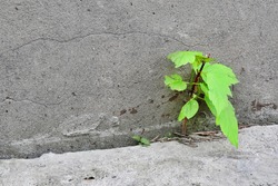 Small tree next to the wall - Free Stock Photo by Janis Urtans on ...