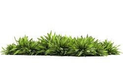 green ribbed plantain, plant, beautiful floral background, 3d render