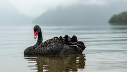 Black Swan in Nelson Lakes National Park, New Zealand