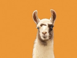 Portrait of a llama isolated on orange