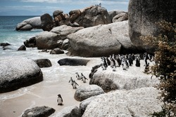 African penguin on the sandy beach. African penguin Spheniscus demersus in Boulders colony. Cape Town. South Africa