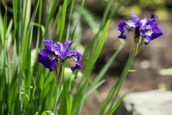 Blue siberian iris in spring garden. Group of blooming Siberian irises (iris sibirica) in the garden. High quality photo