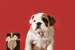An English bulldog puppy on a red background. A thoroughbred dog and a gift box.