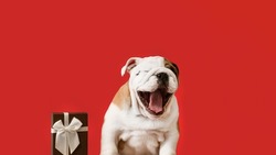 An English bulldog puppy on a red background. A thoroughbred dog and a gift box.