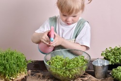 A two-year-old girl has a sprayer in her hands, and she takes care of seedlings of micro green arugula plants.