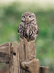 Beautiful Little Owl too on wooden post and tree stump looking focused.