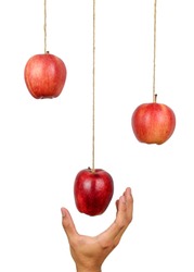 Hand reach to grab the hanging apple isolated on white background. Low hanging fruit concept. Clipping path.
