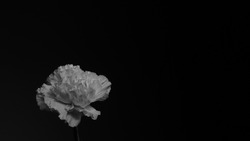 White peony flower, still life. Black background
