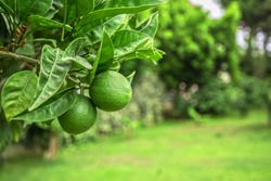 Lime tree fruits 