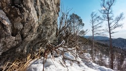 Dry grass breaks out from under the snow at the foot of a granite cliff. Close-up. Bare trees and a mountain range against a blue sky. Siberia.
