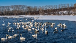 A flock of white swans and ducks swim in an ice-free lake in winter. Ripples and reflections on blue water. Birds are resting on the snowy shore. Bare trees against the sky. Altai. Lake Svetloye