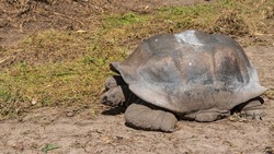Giant tortoise, endemic to the Seychelles. Close-up. The carapace, paws, and head are visible. Side view.
