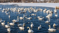 A large flock of white swans and ducks swim in a non-freezing lake. Reflection and ripples on the blue water. Several birds are resting on the snowy shore. Altai. Lake Svetloye