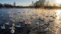 A flock of white swans in an ice-free lake at sunset. Golden haze and steam over the water. Birds on a sunny path. Altai. Lake Svetloye