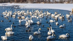 White swans and ducks swim peacefully in the ice-free lake. Birds spread their wings, feed. Several waterfowl are resting on the snowy shore. Altai. Lake Svetloye