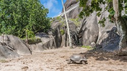 A giant turtle  Aldabrachelys gigantea walks on a tropical island. The carapace, paws, and head are visible. Huge granite boulders and tropical trees against the blue sky. Seychelles. La Digue