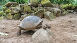 A giant turtle Aldabrachelys gigantea   is trying to climb over a stone. The carapace, head, and paws are visible. The background is mossy boulders, green vegetation. Seychelles.