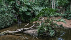 A lush tropical plant grows on an island in the center of the pond, and a picturesque log lies. A small waterfall flows into the water. Reflection. Bird Park . Foz do Iguazu.   Brazil.