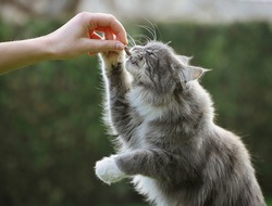 Maine Coon Cat Eats Treat from Human Hand in the Garden. Blue Tabby Cat Takes Snack Outside.