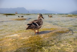 Animal Portrait of Female Mallard Duck in Jamaica Beach, Sirmione. Anas Platyrhynchos on Stone in Shallow Lake Garda.