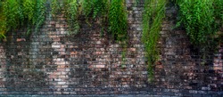 old brick wall with green ivy leaves. Brick wall overgrown. Brick wall with foliage.