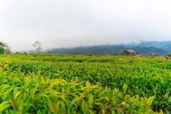 Misty view on tea hill at Cau Dat, Dalat, Vietnam, morning scenery on the hillside of tea planted in the misty highlands below the beautiful valley. Landscape travel concept.