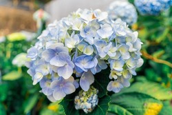 Hydrangea flowers are blooming in Da Lat garden. This is a place to visit ecological tourist garden attracts other tourism to the highlands Vietnam. Nature and travel concept. Selective focus.