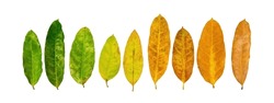 Different colors of leaves plants on white background that indicate stage of life. Concept of transition and variation, birth to death, aging, growth, death. Cradle to grave. Nature texture.