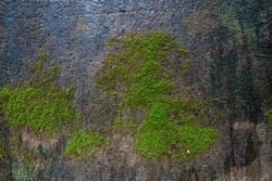 Moss texture. Moss background. Green moss on grunge texture