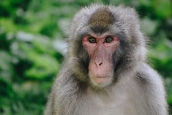 Japanese macaque looking in camera